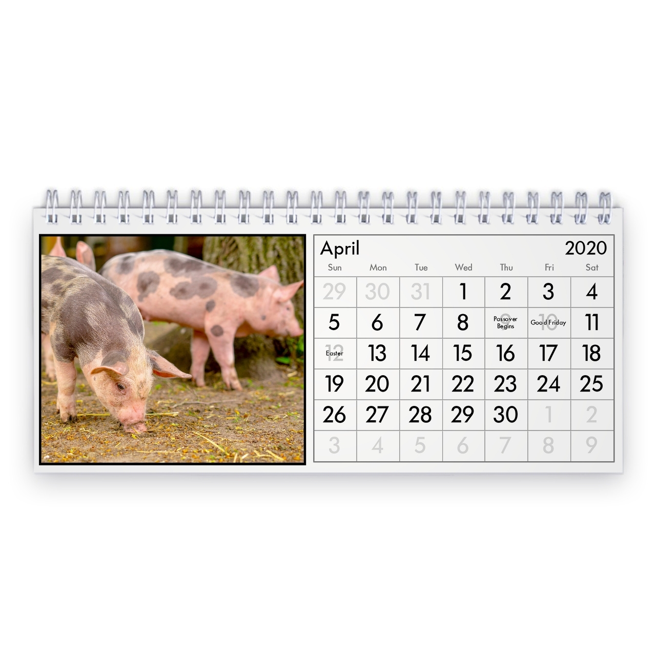Pick Kalender Met Varkens
