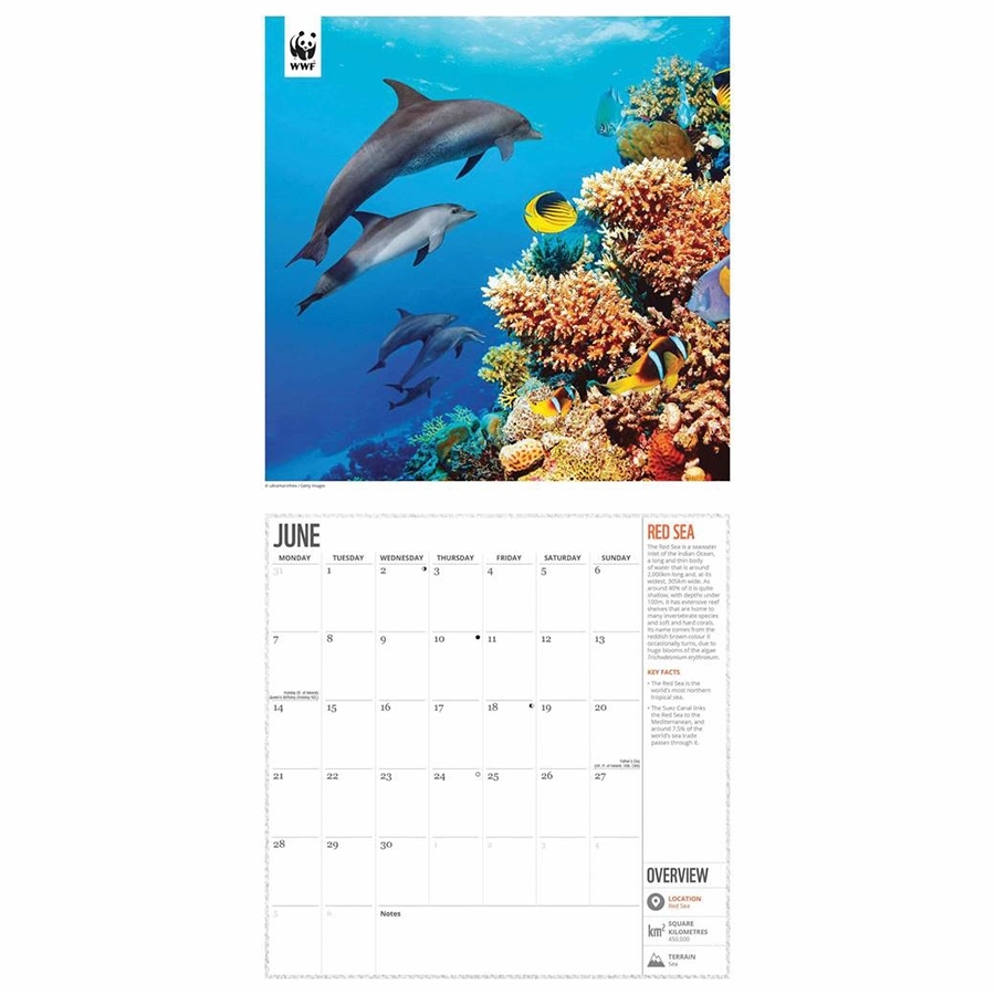 Take Dolphin Calendar Free